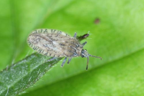 Tingis pilosa